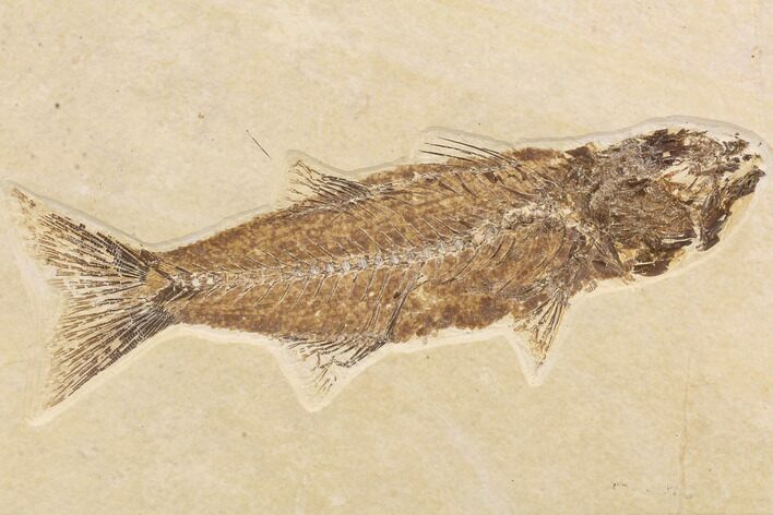 Bargain, Mioplosus Fossil Fish - Uncommon Species #91579